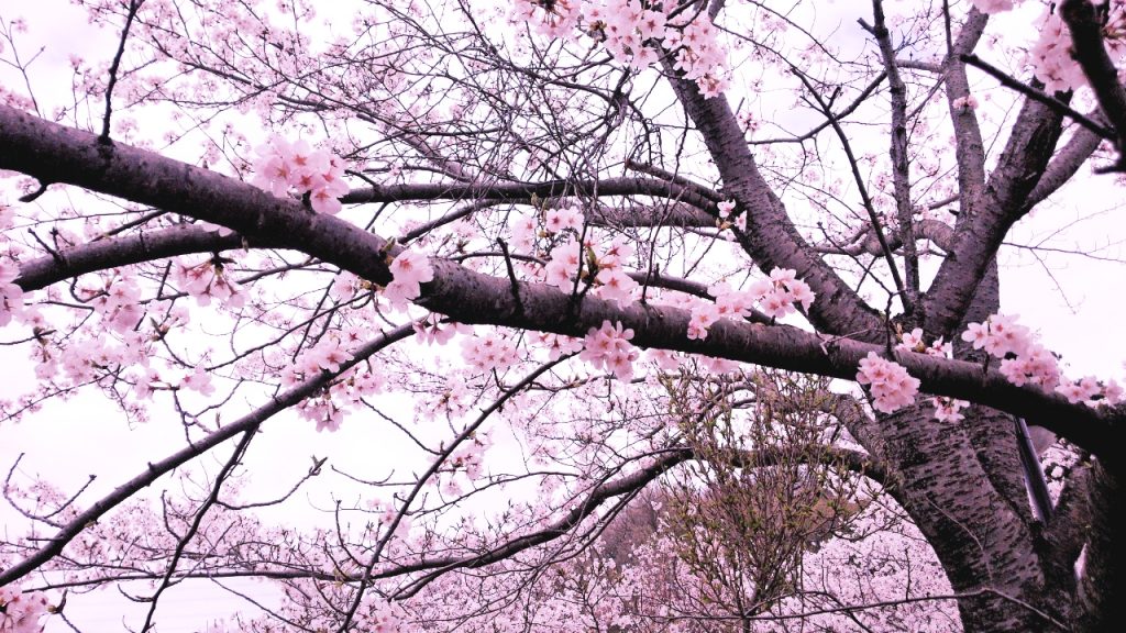 「さくら」を題した曲が沢山出てくるんだろうなぁ~と思ってたら最近は出てこないのね。